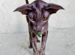 Kvint - Oriental Cat For Sale - Pembroke Pines&comma; FL&comma; US