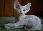 Eesy - Devon Rex Cat For Sale - Miami&comma; FL&comma; US