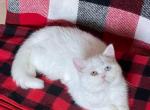 Cama - British Shorthair Cat For Sale - Miami&comma; FL&comma; US
