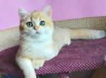 Evsey - British Shorthair Cat For Sale - Miami&comma; FL&comma; US