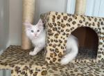 Emilia - Siberian Cat For Sale - Melbourne&comma; FL&comma; US