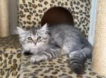 Dakota - Siberian Cat For Sale - Melbourne&comma; FL&comma; US