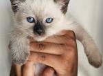 5 Female Siamese Vaccinated Available now - Siamese Cat For Adoption - Philadelphia&comma; PA&comma; US