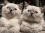 Sinai - British Shorthair Cat For Sale - Huntington&comma; NY&comma; US