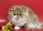 Snickers - Persian Cat For Sale - Yucca Valley&comma; CA&comma; US
