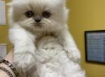 CFA Registered Blue Point Female Persian Himalayan - Persian Cat For Sale - Conyers&comma; GA&comma; US