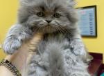 CFA Blue Female Persian Kitten - Persian Cat For Sale - Conyers&comma; GA&comma; US