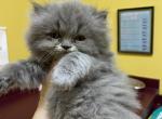 CFA Male Blue Persian Kitten - Persian Cat For Sale - Conyers&comma; GA&comma; US