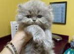 CFA Light Blue Female Perdian - Persian Cat For Sale - Conyers&comma; GA&comma; US