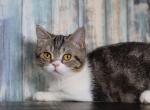 Elsa female - Minuet Cat For Sale - Omaha&comma; NE&comma; US