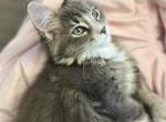 Abby - Maine Coon Cat For Sale - Wisconsin Rapids&comma; WI&comma; US