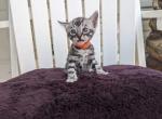 Leo silver Bengal - Bengal Cat For Sale - Norwalk&comma; OH&comma; US