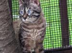 Helsinki - Bengal Cat For Sale/Retired Breeding - Norwalk&comma; OH&comma; US