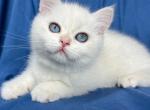 Arthur - British Shorthair Cat For Sale - Los Angeles&comma; CA&comma; US