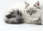 Phoenix - Siberian Cat For Sale - North Port&comma; FL&comma; US