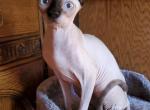 Mia - Sphynx Cat For Sale - Thurmont&comma; MD&comma; US