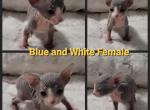 Blue and White Female - Sphynx Cat For Sale - CO&comma; US