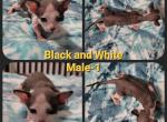 Black and White Male 1 - Sphynx Cat For Sale - CO&comma; US