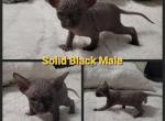 Solid Black Male - Sphynx Cat For Sale - CO&comma; US