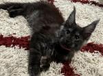 Black smoke female - Maine Coon Cat For Sale - Crestview&comma; FL&comma; US