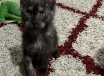 Ulysses - Maine Coon Cat For Sale - Crestview&comma; FL&comma; US