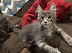 Adalyn - Maine Coon Cat For Sale - Crestview&comma; FL&comma; US