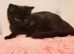 Beautiful BLACK MALE British - British Shorthair Cat For Sale - Grand Rapids&comma; MI&comma; US