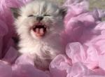 Blue point Himalayan - Persian Cat For Sale - Clay&comma; PA&comma; US