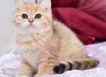 Arsen - British Shorthair Cat For Sale - Chicago&comma; IL&comma; US