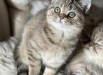Black tabby tortie girl - Scottish Straight Cat For Sale - Sun City Center&comma; FL&comma; US