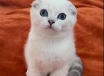 Dina - Scottish Fold Cat For Sale - Los Angeles&comma; CA&comma; US