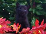 FREE TO GOOD HOME Tedddy - Domestic Cat For Sale - New Holland&comma; PA&comma; US
