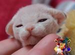 Serendipity - Devon Rex Cat For Sale - Spokane&comma; WA&comma; US