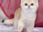 Arman - British Shorthair Cat For Sale - Los Angeles&comma; CA&comma; US