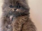 CFA Blue Gold Ribbon Female Persian Kitten - Persian Cat For Sale - Conyers&comma; GA&comma; US