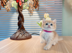 pearl - British Shorthair Cat For Sale - Staten Island&comma; NY&comma; US