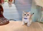 cherry - British Shorthair Cat For Sale - Staten Island&comma; NY&comma; US
