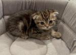 Scottish Fold Tabby Fufu - Scottish Fold Cat For Sale - Houston&comma; TX&comma; US