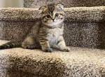 Scottish Fold Tabby Lily - Scottish Fold Cat For Sale - Houston&comma; TX&comma; US