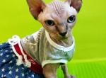 Gabby - Sphynx Cat For Sale - Pembroke Pines&comma; FL&comma; US