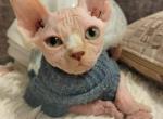 Karlucha - Sphynx Cat For Sale - Pembroke Pines&comma; FL&comma; US