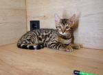 Apollo - Bengal Cat For Sale - Miami&comma; FL&comma; US