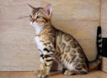Amber - Bengal Cat For Sale - Miami&comma; FL&comma; US