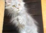 Afrodita - Maine Coon Cat For Sale - Miami&comma; FL&comma; US