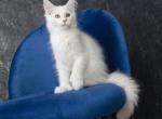 Lion - Maine Coon Cat For Sale - Miami&comma; FL&comma; US