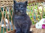 Dilara - Maine Coon Cat For Sale - Miami&comma; FL&comma; US