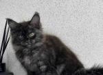 Anita - Maine Coon Cat For Sale - Miami&comma; FL&comma; US