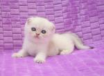 Rafaela - Scottish Fold Cat For Sale - Hollywood&comma; FL&comma; US