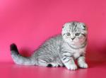 Chanel - Scottish Fold Cat For Sale - Hollywood&comma; FL&comma; US