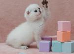 Navi - Scottish Fold Cat For Sale - Hollywood&comma; FL&comma; US